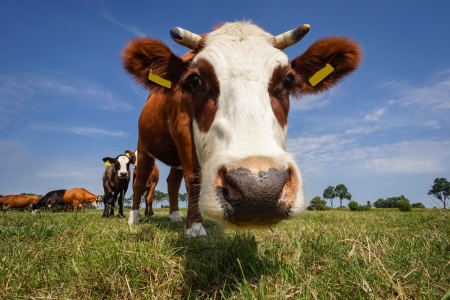 Amt für Verbraucherschutz und Veterinärwesen des Kreises Paderborn gibt wichtigen Hinweis zum Start der Osterferien Foto: Adobe.stock.com - heiko/dizelen